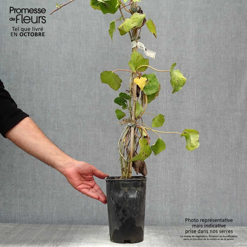 Esemplare di Hedera colchica - Edera Vaso da 2L/3L come consegnato in autunno