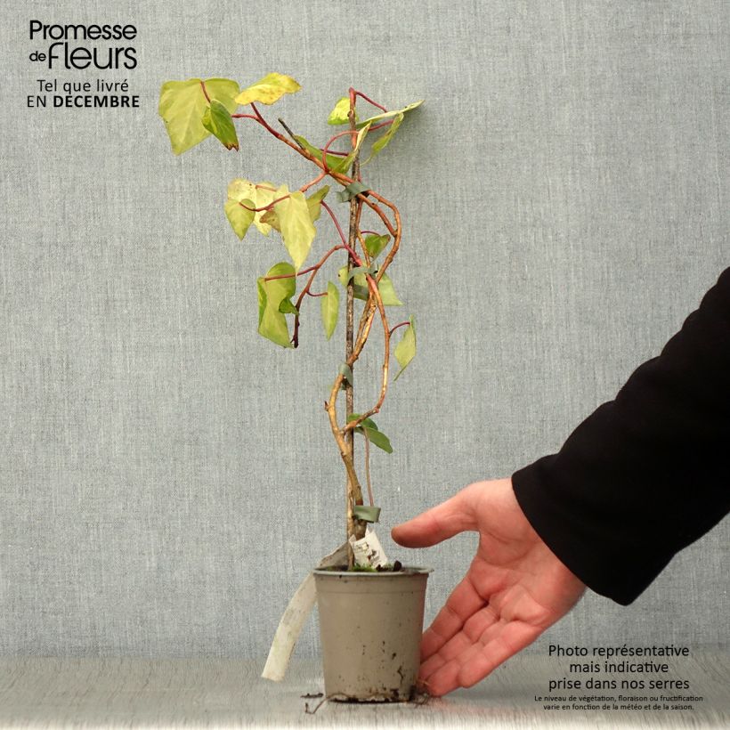 Esemplare di Hedera colchica Sulphur Heart - Edera variegata Vasetto da 8/9 cm come consegnato in autunno
