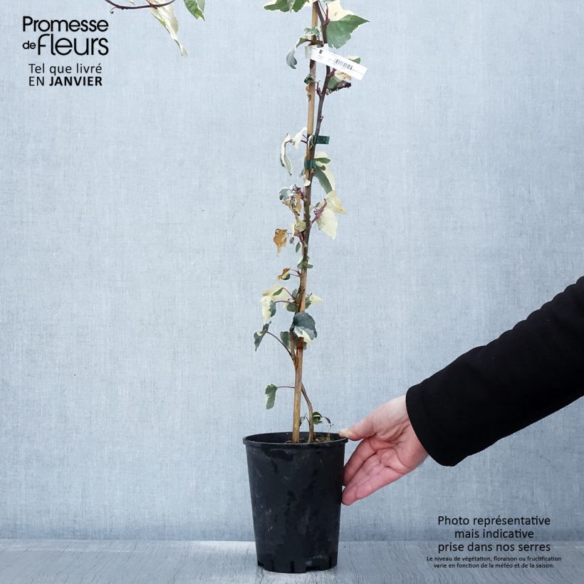 Hedera algeriensis Gloire de Marengo - Edera algerina variegata Vaso da 2L/3L esemplare consegnato in inverno