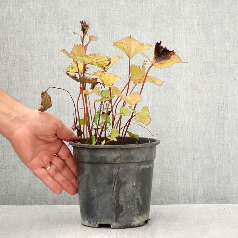 Esemplare di Ligularia hessei Lanternchern Vaso da 2L/3L come consegnato in autunno