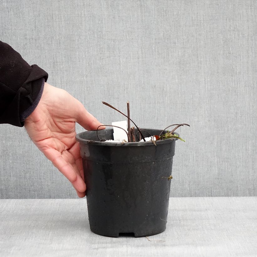 Ligularia hessei Lanternchern Vaso da 2L/3L esemplare consegnato in inverno