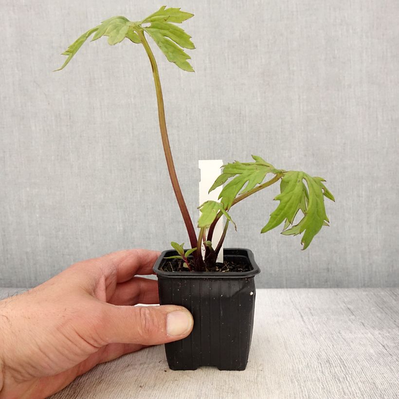 Ligularia japonica Rising Sun BSWJ6293 Vasetto da 8/9 cm esemplare consegnato in primavera