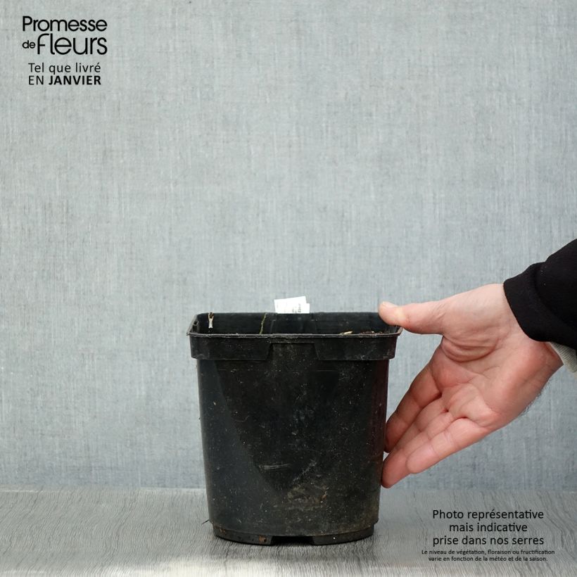 Ligularia japonica Rising Sun BSWJ6293 Vaso da 2L/3L esemplare consegnato in inverno