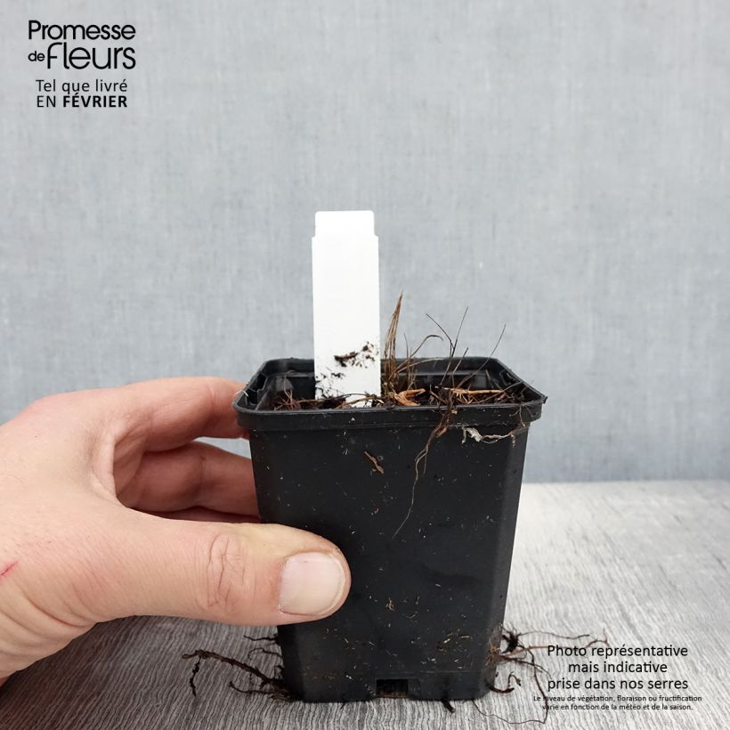 Ligularia stenocephala Little Rocket Vasetto da 8/9 cm esemplare consegnato in inverno