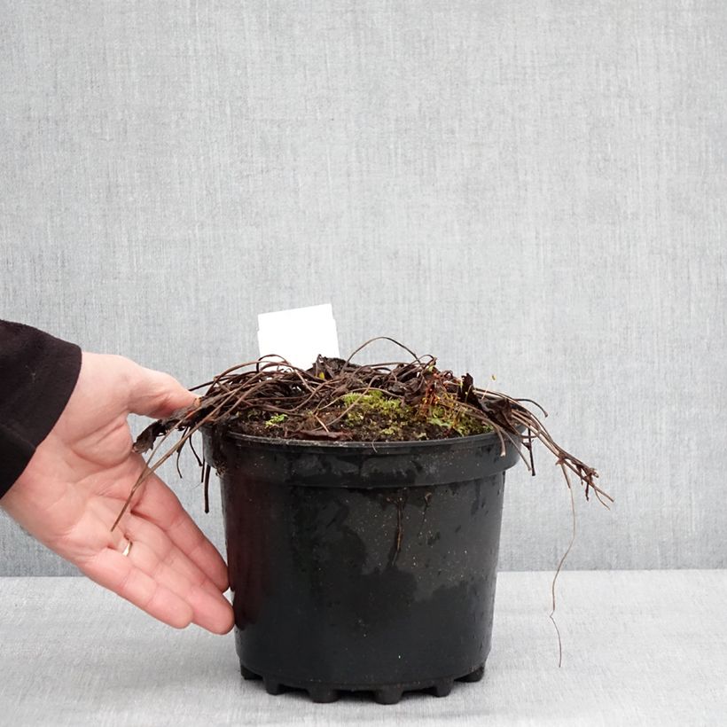 Ligularia stenocephala The Rocket Vaso da 2L/3L esemplare consegnato in inverno