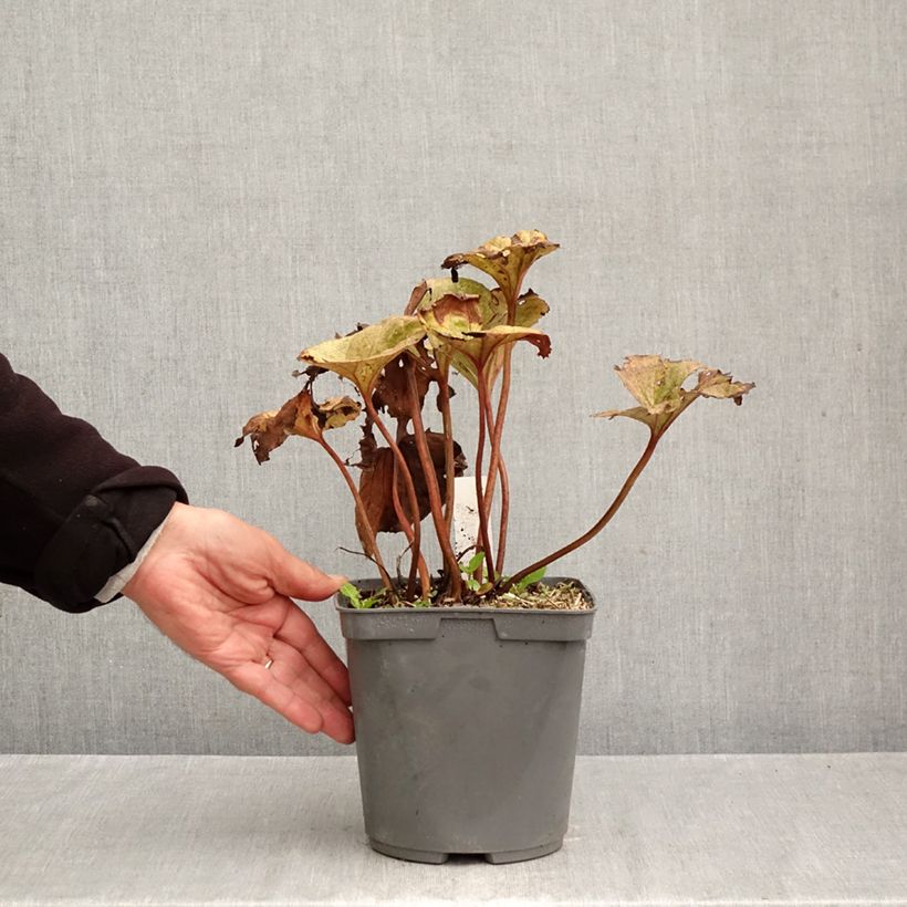 Esemplare di Ligularia dentata Garden Confetti Vaso da 2L/3L come consegnato in autunno