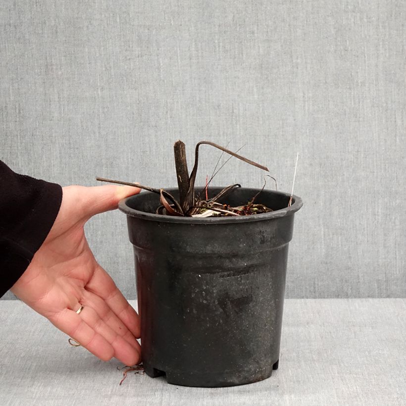 Ligularia dentata Garden Confetti Vaso da 2L/3L esemplare consegnato in inverno