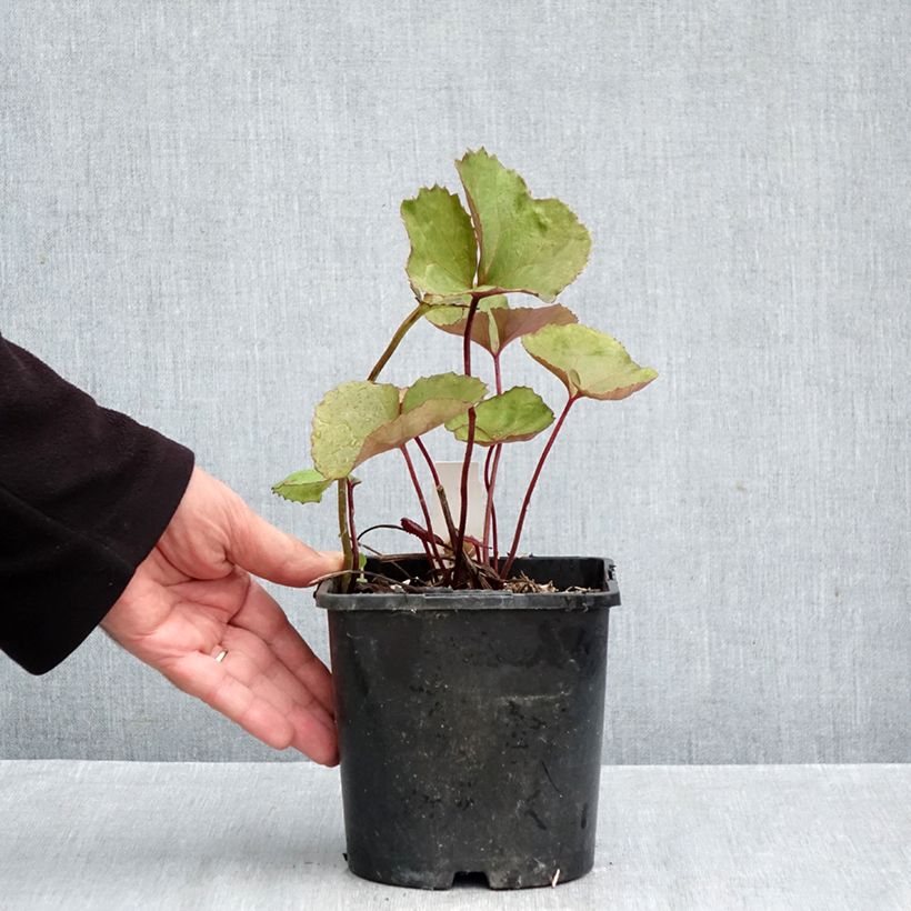 Esemplare di Ligularia dentata Othello Vaso da 2L/3L come consegnato in autunno