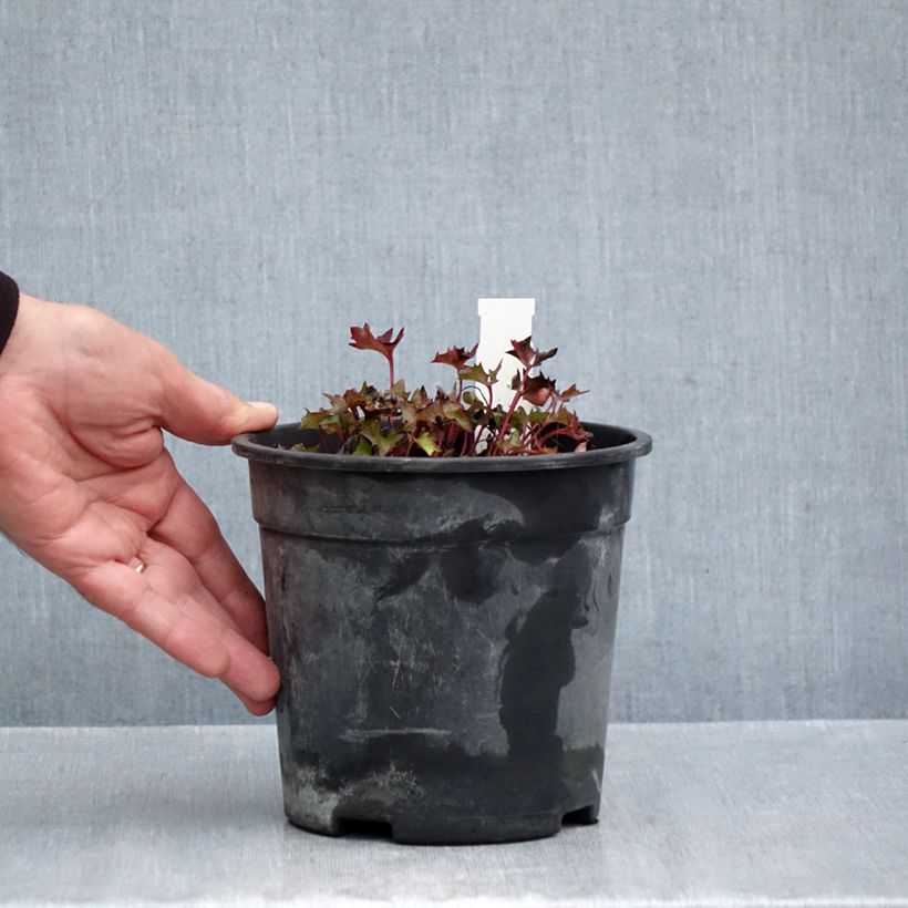 Esemplare di Ligularia dentata Little Golden Ray Vaso da 2L/3L come consegnato in autunno