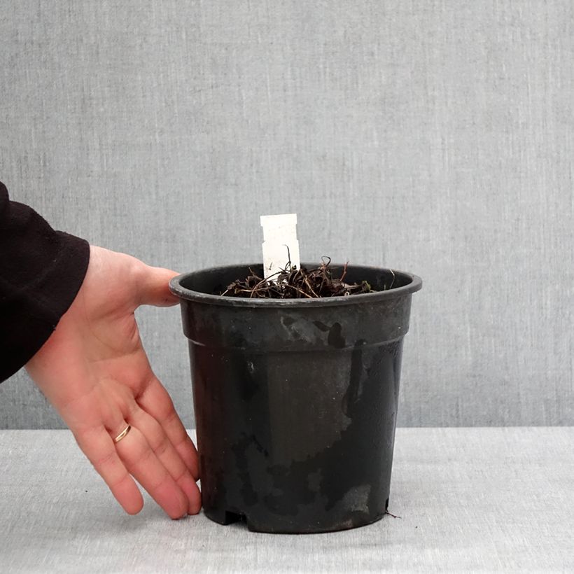 Ligularia dentata Little Golden Ray Vaso da 2L/3L esemplare consegnato in inverno