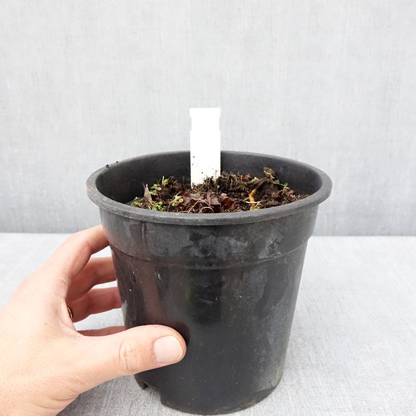 Ligularia dentata Little Golden Ray Vaso da 2L/3L esemplare consegnato in primavera