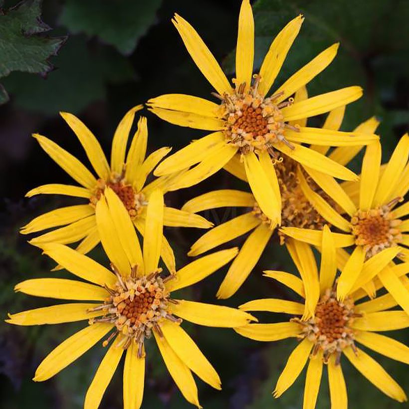 Ligularia dentata Little Golden Ray (Fioritura)