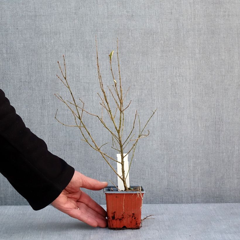 Ligustrum ibota Musli - Ligustro Vasetto da 8/9 cm esemplare consegnato in inverno