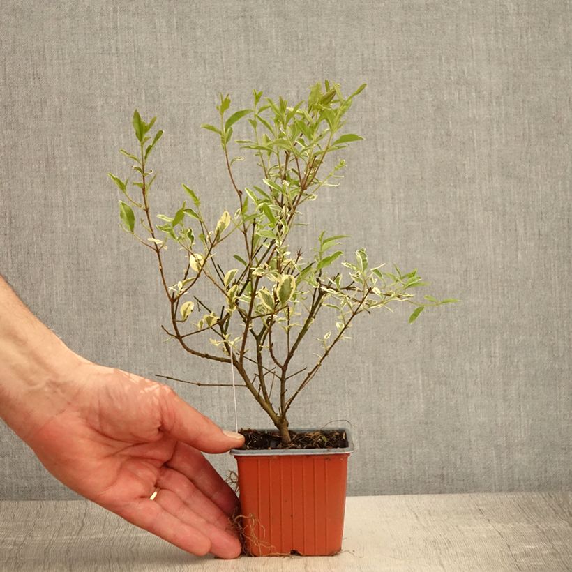 Ligustrum ibota Musli - Ligustro Vasetto da 8/9 cm esemplare consegnato in primavera