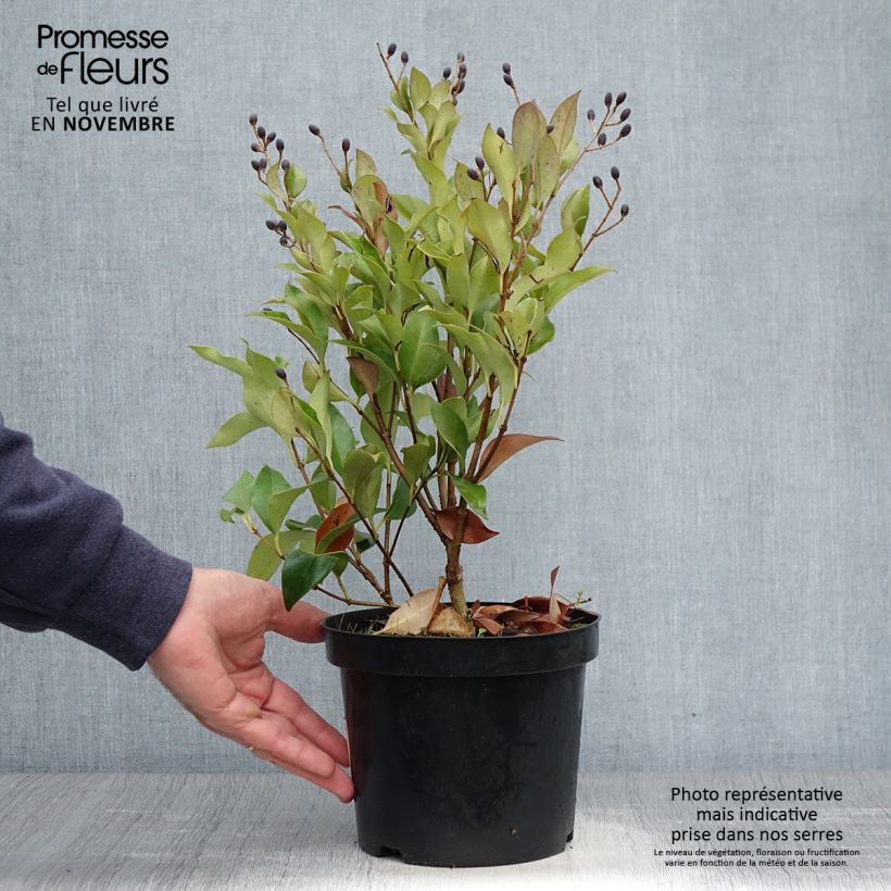 Esemplare di Ligustrum japonicum Green Century - Ligustro giapponese Vaso da 2L/3L come consegnato in autunno