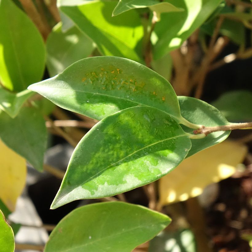 Ligustrum japonicum Korean Dwarf - Ligustro giapponese (Fogliame)