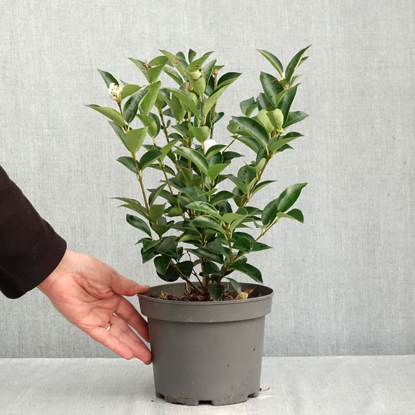 Esemplare di Ligustrum japonicum Korean Dwarf - Ligustro giapponese Vaso da 3L/4L come consegnato in autunno