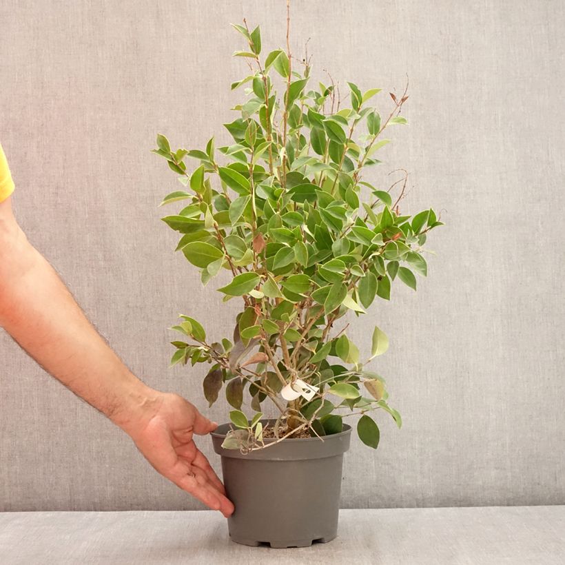 Esemplare di Ligustrum japonicum Korean Dwarf - Ligustro giapponese Vaso da 3L/4L consegnato in estate