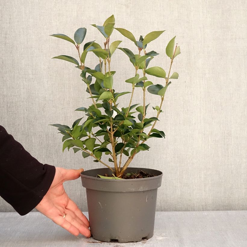 Ligustrum japonicum Korean Dwarf - Ligustro giapponese Vaso da 3L/4L esemplare consegnato in inverno