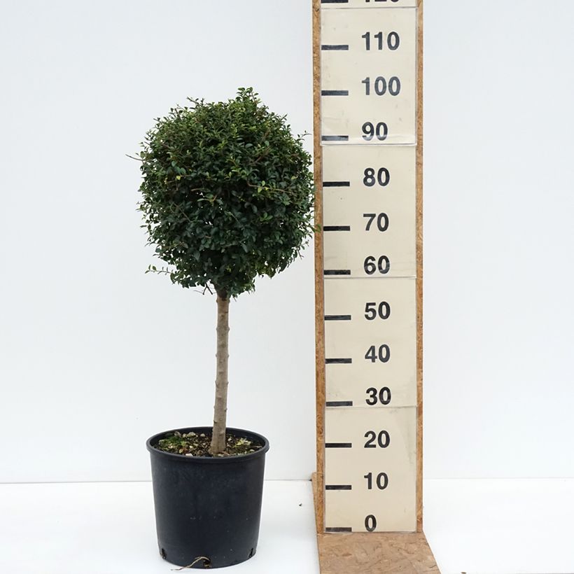 Esemplare di Ligustrum jonandrum - Ligustro Vaso da 12L/15L, Vaso impalcato basso come consegnato in autunno