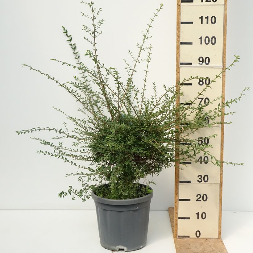 Esemplare di Ligustrum jonandrum - Ligustro Vaso da 12L/15L consegnato in estate