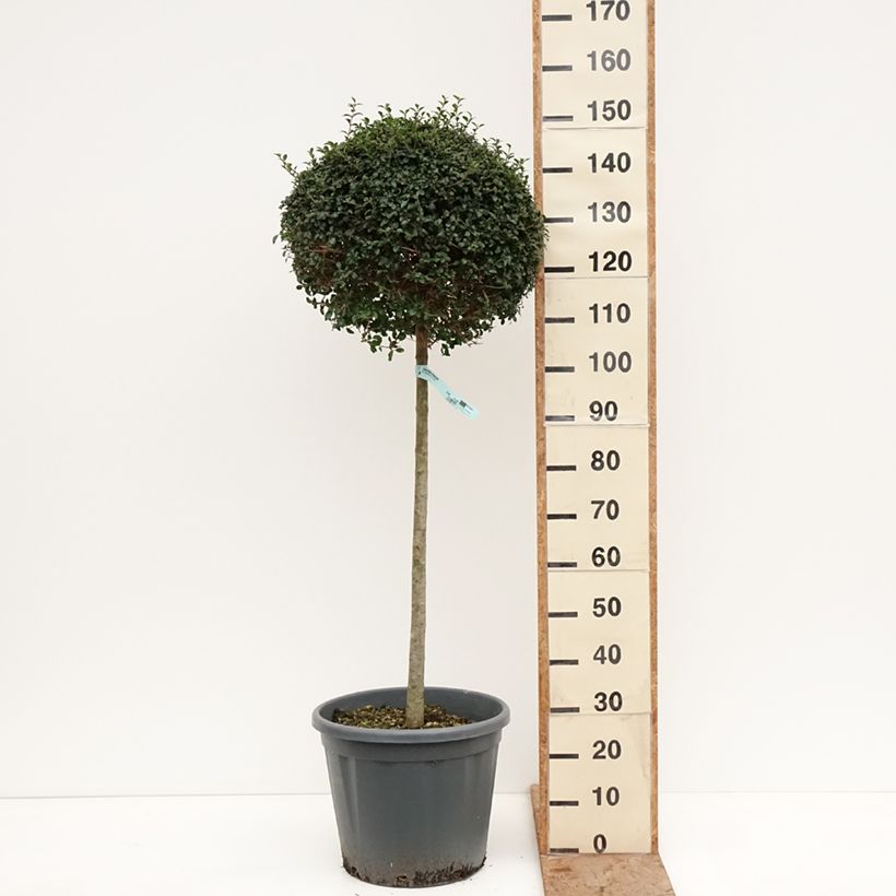Ligustrum jonandrum - Ligustro Vaso da 20L/25L, Vaso impalcato medio esemplare consegnato in inverno