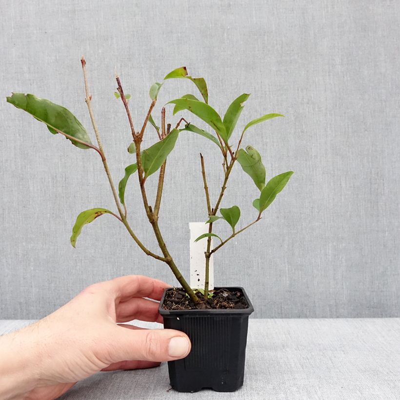 Ligustrum lucidum Green Screen - Ligustro lucido Vasetto da 8/9 cm esemplare consegnato in inverno