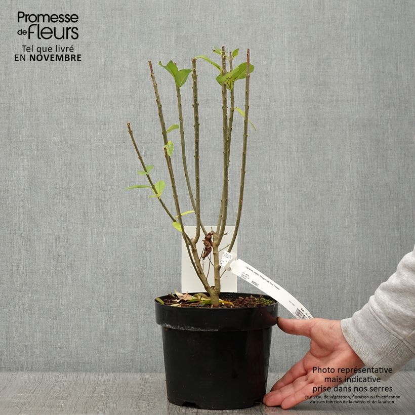 Esemplare di Ligustrum vulgare Straight Talk - Ligustro Vaso da 3L/4L come consegnato in autunno