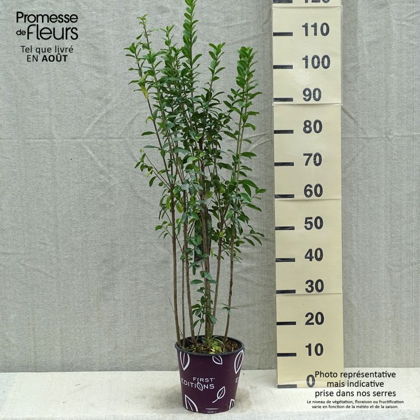 Esemplare di Ligustrum vulgare Straight Talk - Ligustro Vaso da 3L/4L consegnato in estate