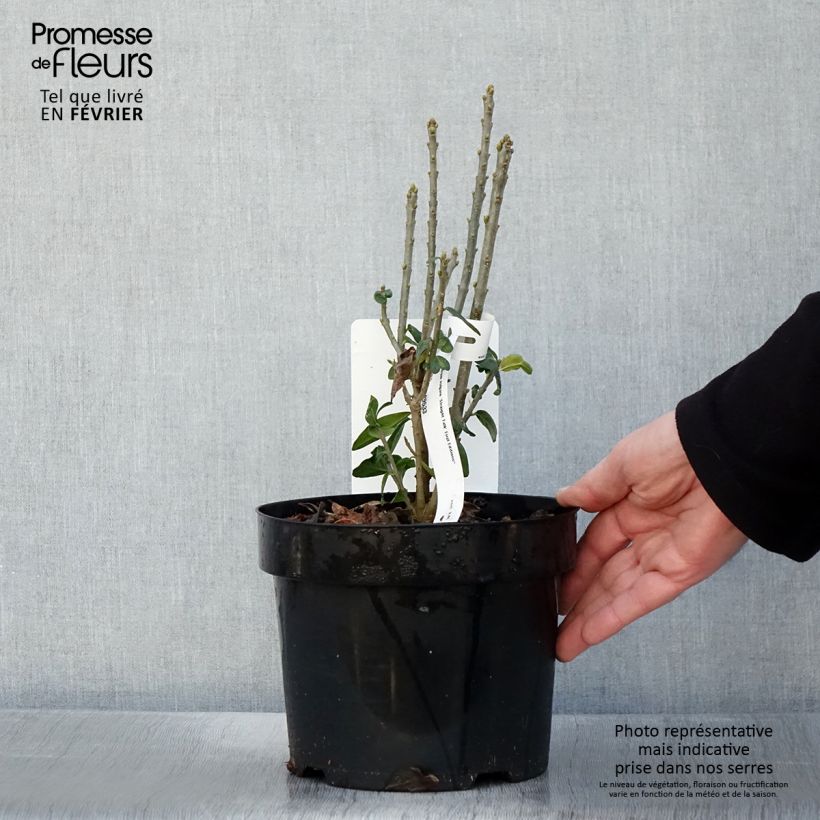 Ligustrum vulgare Straight Talk - Ligustro Vaso da 3L/4L esemplare consegnato in inverno