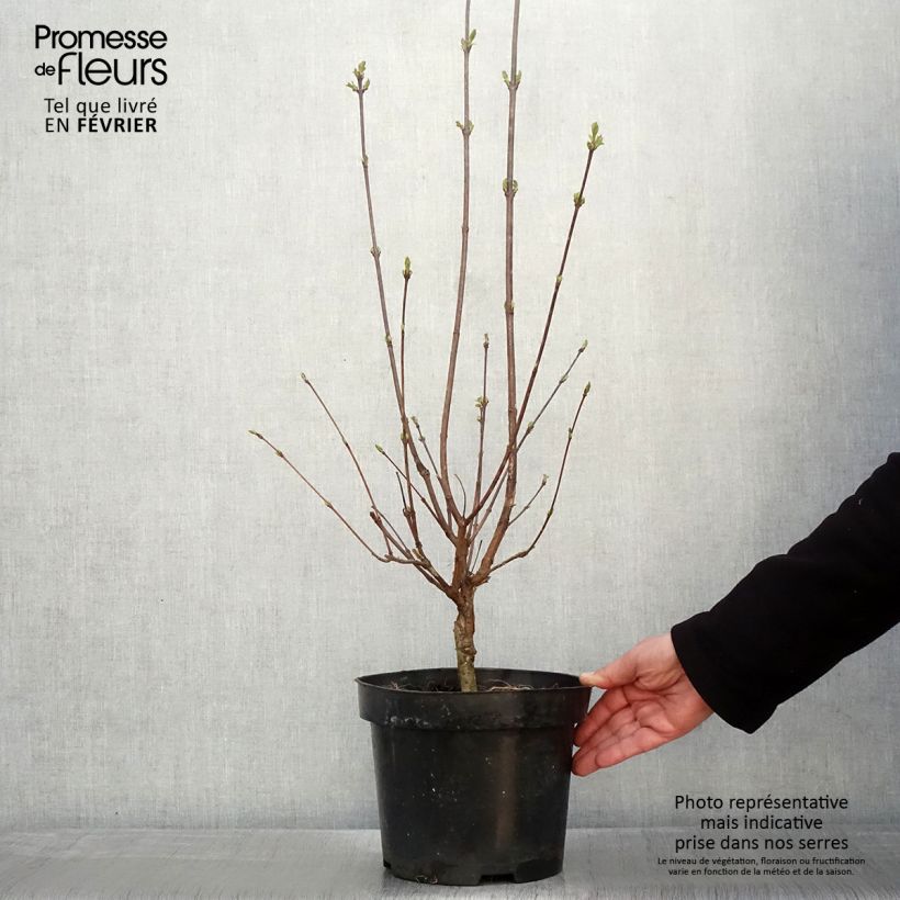 Syringa pinnatifolia - Lillà Vaso da 4L/5L esemplare consegnato in inverno