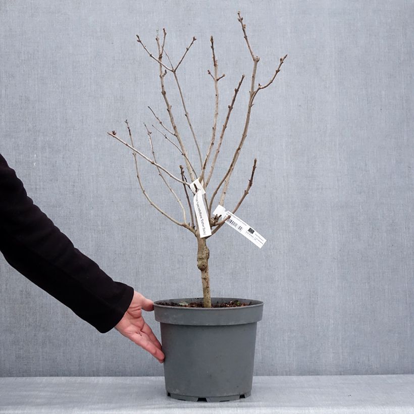 Syringa (x) hyacinthiflora Esther Staley - Lillà Vaso da 12L/15L esemplare consegnato in inverno