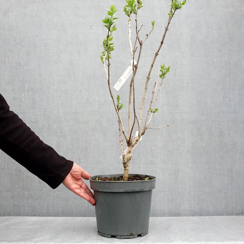 Syringa (x) hyacinthiflora Esther Staley - Lillà Vaso da 12L/15L, A cespuglio esemplare consegnato in primavera