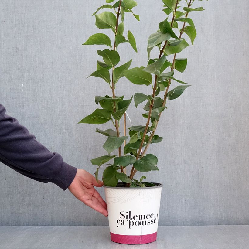 Esemplare di Syringa hyacinthiflora Maiden's Blush - Lillà Vaso da 4L/5L come consegnato in autunno