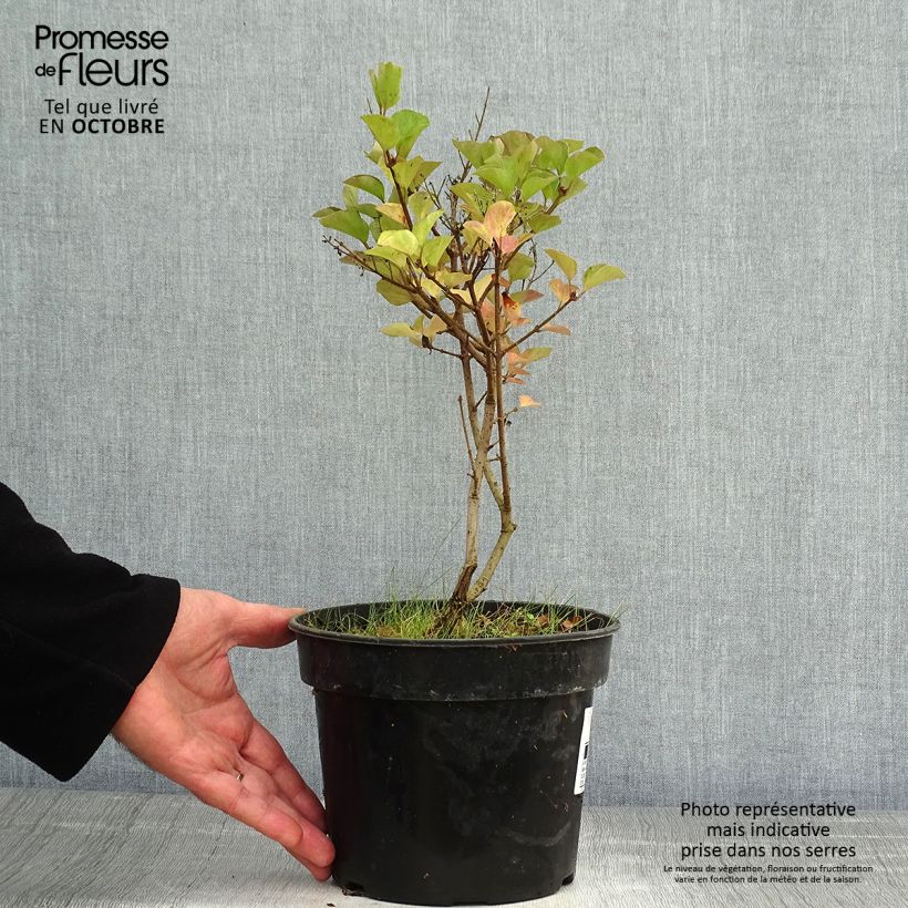 Esemplare di Syringa microphylla Red Pixie - Lillà Vaso da 3L/4L come consegnato in autunno