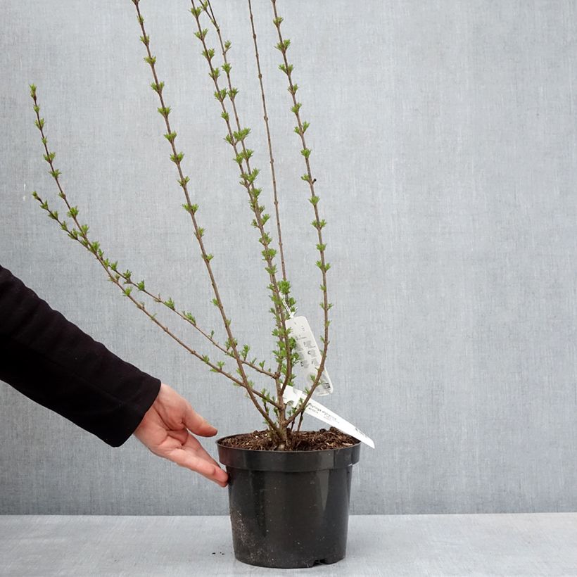 Syringa afghanica - Lillà Vaso da 4L/5L esemplare consegnato in primavera