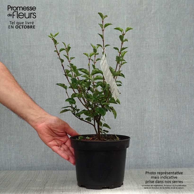 Esemplare di Syringa Bloomerang Dark Purple - Lillà Vaso da 3L/4L come consegnato in autunno
