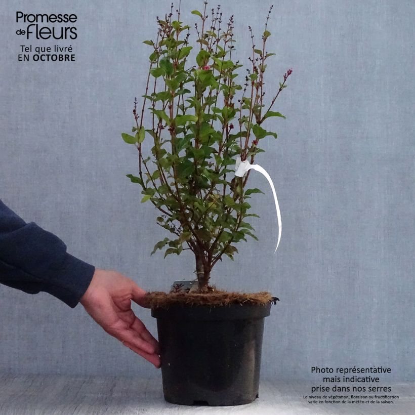Esemplare di Syringa Pink Perfume - Lillà Vaso da 2L/3L come consegnato in autunno