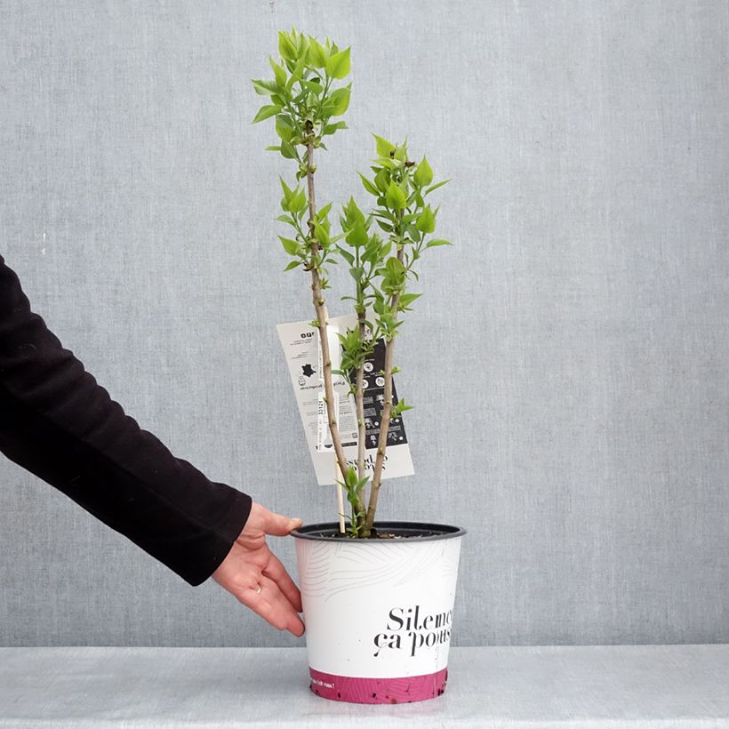 Lillà comune Comtesse D'harcourt Vaso da 4L/5L esemplare consegnato in primavera