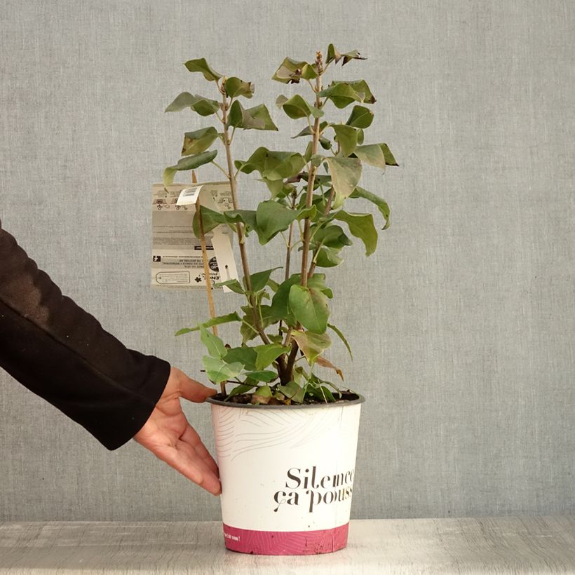 Esemplare di Lillà comune Konchalovskii Vaso da 4L/5L come consegnato in autunno
