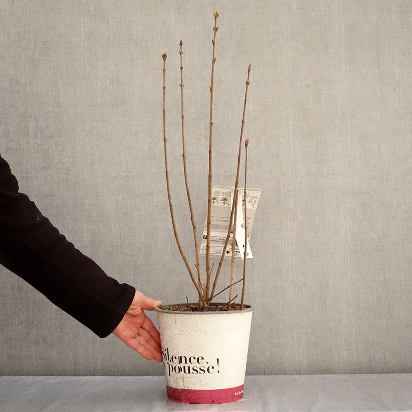 Lillà comune Konchalovskii Vaso da 4L/5L esemplare consegnato in inverno