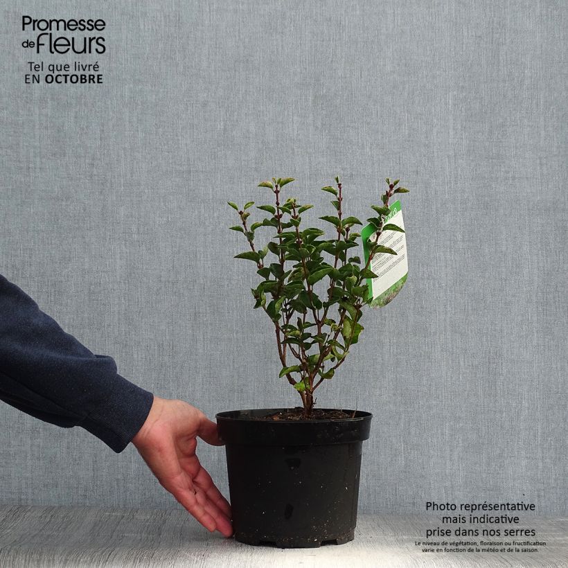 Esemplare di Syringa velutina Josée - Lillà Vaso da 3L/4L come consegnato in autunno