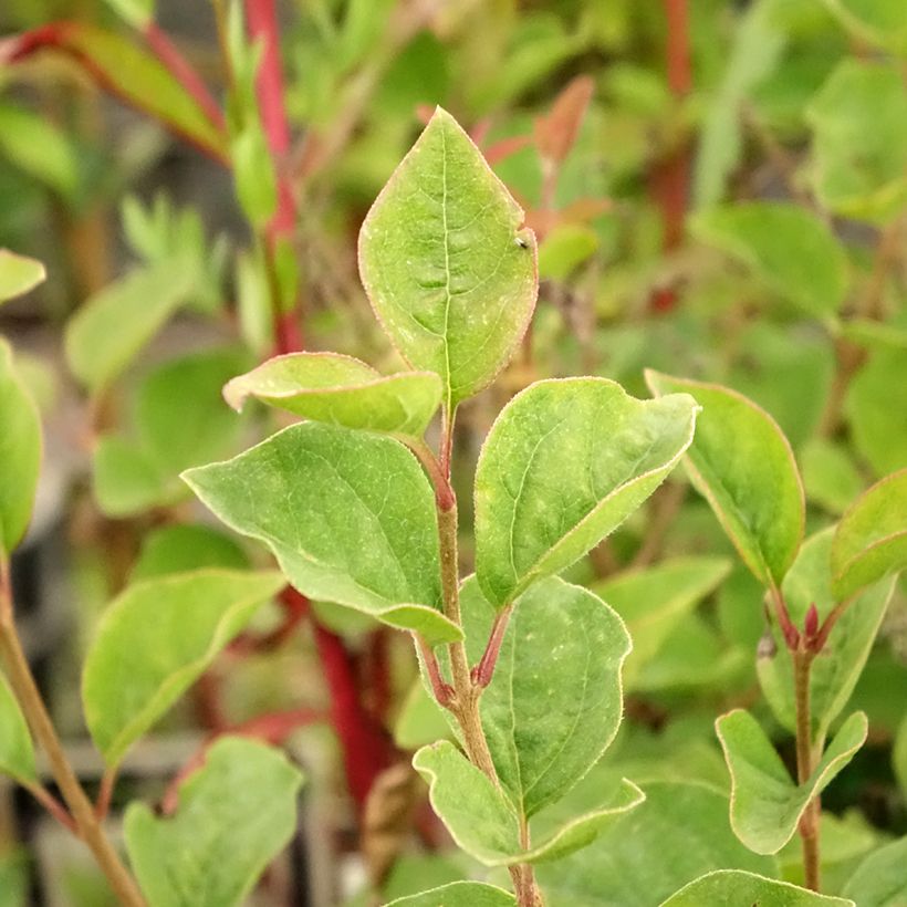 Syringa velutina Josée - Lillà (Fogliame)