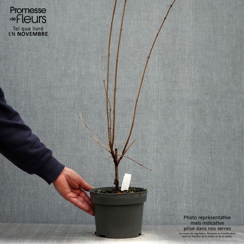 Esemplare di Syringa microphylla Superba - Lillà Vaso da 2L/3L come consegnato in autunno
