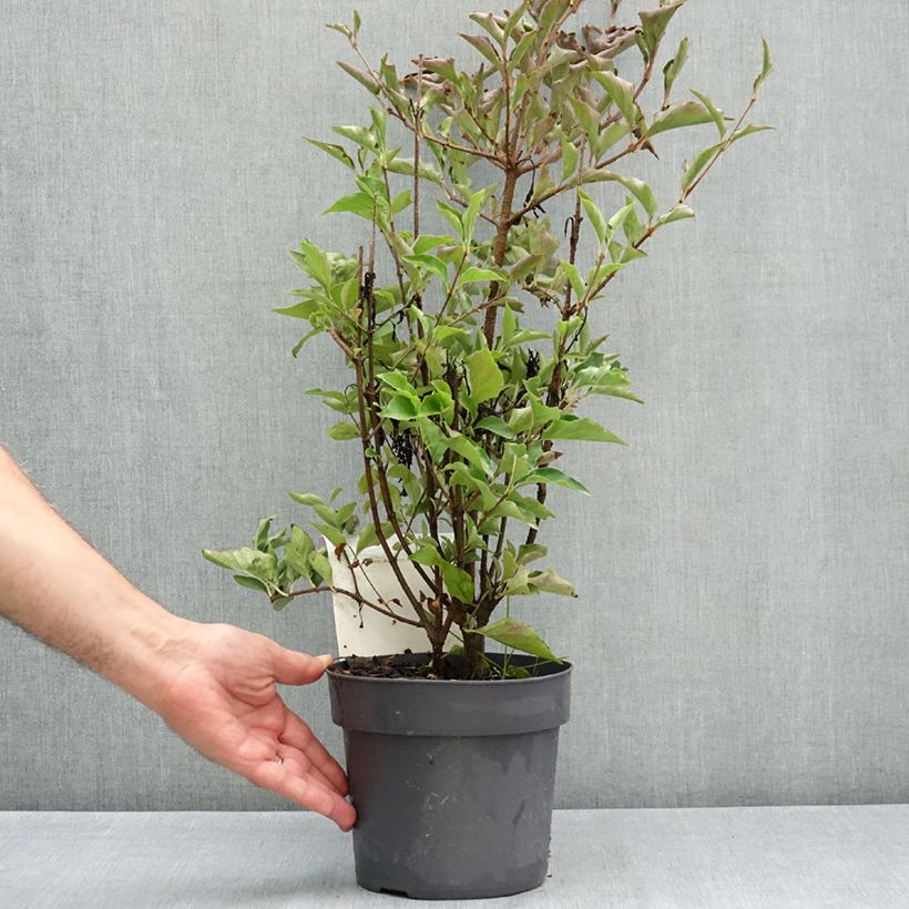 Esemplare di Syringa patula Violet Uprising - Lillà Vaso da 3L/4L consegnato in estate