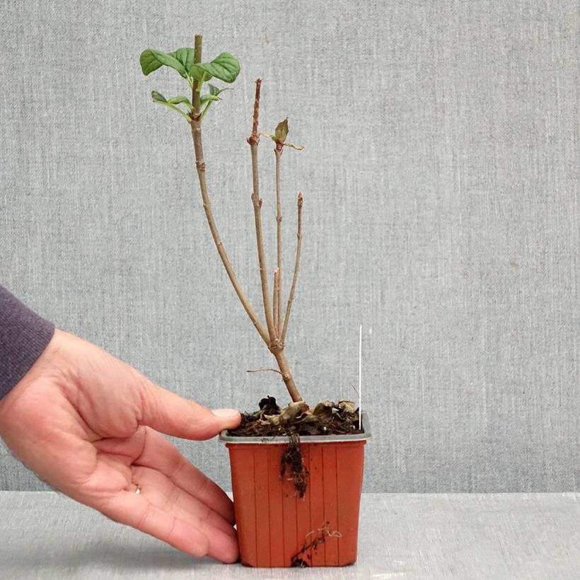 Esemplare di Syringa josikae - Lillà Vasetto da 8/9 cm come consegnato in autunno