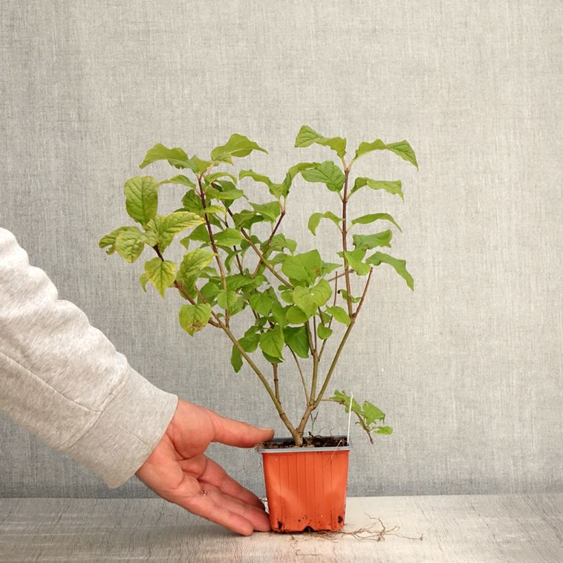 Syringa josikae - Lillà Vasetto da 8/9 cm esemplare consegnato in primavera
