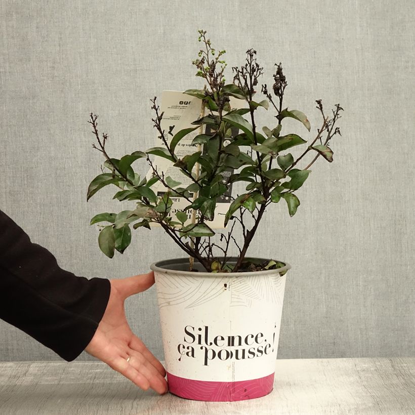 Esemplare di Lagerstroemia Enduring White - Mirto crespo Vaso da 3L/4L come consegnato in autunno