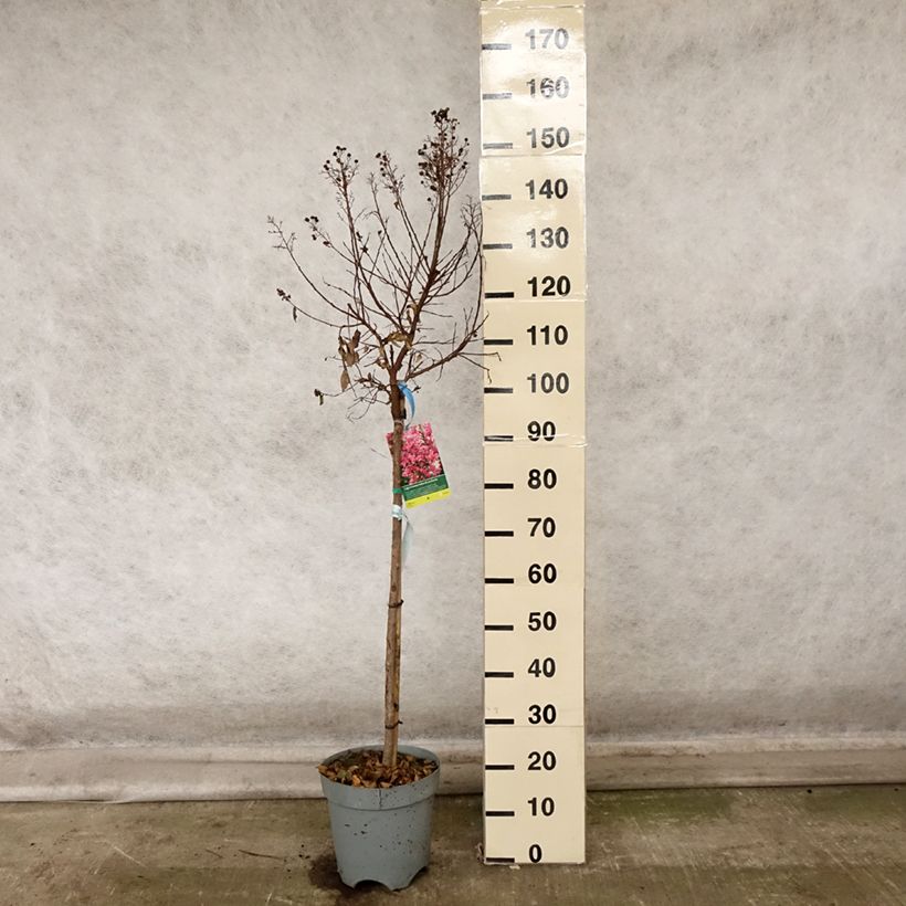 Esemplare di Lagerstroemia Berry Dazzle - Mirto crespo Vaso da 7,5L/10L come consegnato in autunno
