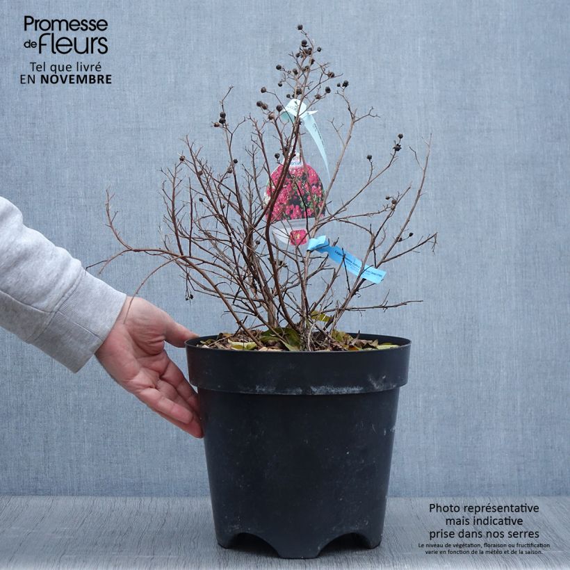 Esemplare di Lagerstroemia Berry Dazzle - Mirto crespo Vaso da 7,5L/10L come consegnato in autunno